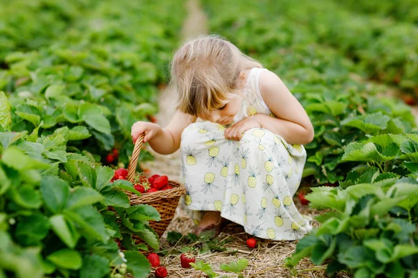 화창 한 여름날, 유기농 딸기 농장에서 건강 한 딸기를 따고 먹는 행복 한 취학 아동. 돕는 일을 즐기는 자녀. 딸기 농장에 사는 아이, 익은 빨간 열매. — 스톡 사진