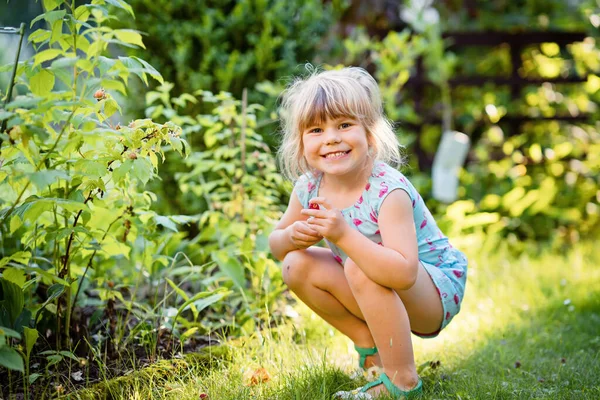 Feliz niña preescolar recogiendo y comiendo frambuesas saludables en el jardín doméstico en verano, en un día soleado. El niño se divierte con ayudar. Niño en granja de frambuesas, bayas rojas maduras. —  Fotos de Stock