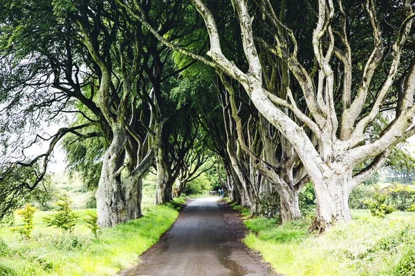 Spectaculaire Dark Hedges dans le comté d'Antrim, en Irlande du Nord, par temps nuageux et brumeux. Avenue de hêtres le long de Bregagh Road entre Armoy et Stranocum. Route vide sans touristes — Photo