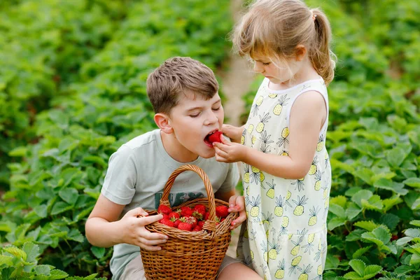 Zwei Geschwister, Vorschulmädchen und Schuljunge, haben im Sommer Spaß beim Erdbeerpflücken auf dem Bauernhof. Kinder, Schwester und Bruder essen gesunde Biolebensmittel, frische Erdbeeren. Kinder helfen bei der Ernte. — Stockfoto