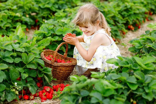 Feliz niña preescolar recogiendo y comiendo fresas saludables en la granja de bayas orgánicas en verano, en un día soleado. El niño se divierte con ayudar. Niño en el campo de plantación de fresas, bayas rojas maduras. — Foto de Stock
