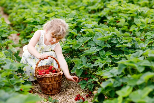 Happy little preschool girl picking and eating healthy strawberries on organic berry farm in summer, on sunny day. Child having fun with helping. Kid on strawberry plantation field, ripe red berries. — Stock Photo, Image