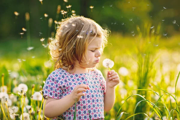 여름에 자연에서 민들레 꽃을 불어 대는 사랑스럽고 귀여운 작은 소녀. 건강하고 귀여운 복 볼을 가지고 즐겁게 놀고 있는 아기가 행복하길 바랍니다. 밝은 석양 빛, 활동적 인 아이. — 스톡 사진