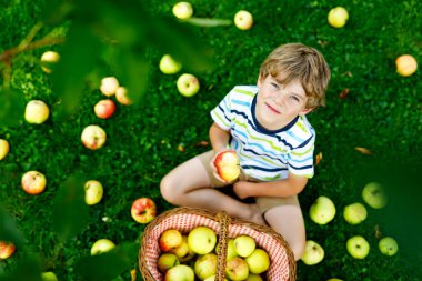 Küçük çocuk sonbaharda çiftlikte kırmızı elma topluyor.