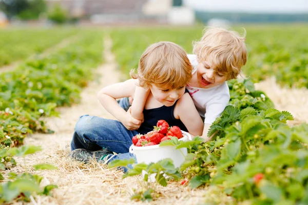 Двоє маленьких братів і сестер дошкільного віку розважаються на полуничній фермі влітку. Діти, щасливі милі близнюки їдять здорову органічну їжу, свіжу полуницю як закуску. Діти допомагають з врожаєм — стокове фото