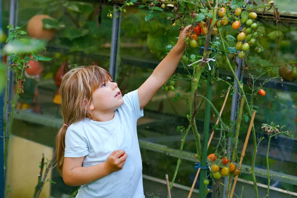 Piccola bambina in età prescolare raccogliendo pomodori maturi in giardino domestico e serra. Buon raccolto di bambini. I bambini che imparano a coltivare verdure. Cibo fresco sano. — Foto Stock