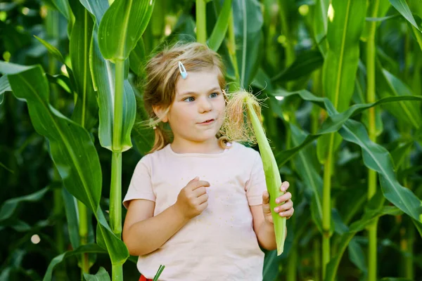 Happy little toddler girl playing on corn labyrinth field on organic farm, outdoors. Funny child hild having fun with running, farming and gardening of vegetable. Active family leisure in summer. — Stock Photo, Image