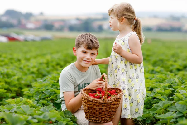 Dwoje rodzeństwa, przedszkolanka i szkolny chłopiec zabawiający się zbieraniem truskawek na farmie latem. Dzieci, siostra i brat jedzą zdrowe organiczne jedzenie, świeże truskawki. Dzieci pomagające przy zbiorach. — Zdjęcie stockowe