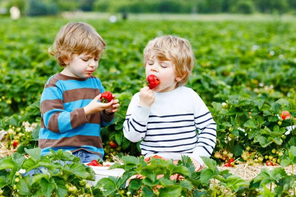 Dwóch małych chłopców z przedszkola bawiących się latem na farmie truskawek. Dzieci, szczęśliwe słodkie bliźniaki jedzące zdrowe organiczne jedzenie, świeże truskawki jako przekąska. Dzieci pomagające przy zbiorach — Zdjęcie stockowe