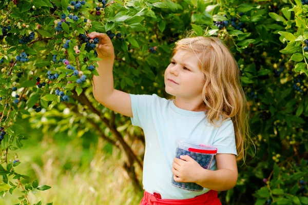 Malá školačka sbírá čerstvé bobule na borůvkovém poli. Dítě batole sbírá modré bobule na organické sadové farmě. Pěstování batolat. Školní zahradničení. Letní rodinná zábava. Zdravé bio potraviny. — Stock fotografie
