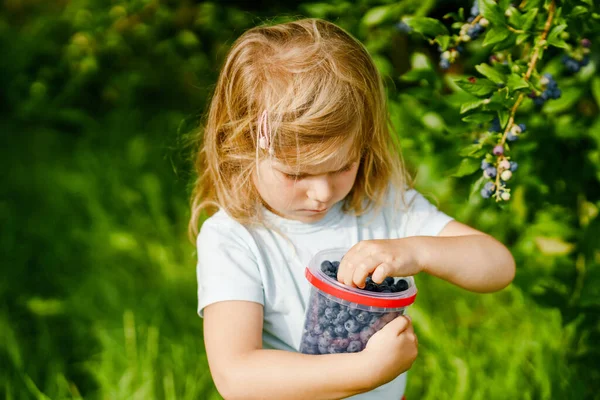 Malá školačka sbírá čerstvé bobule na borůvkovém poli. Dítě batole sbírá modré bobule na organické sadové farmě. Pěstování batolat. Školní zahradničení. Letní rodinná zábava. Zdravé bio potraviny. — Stock fotografie