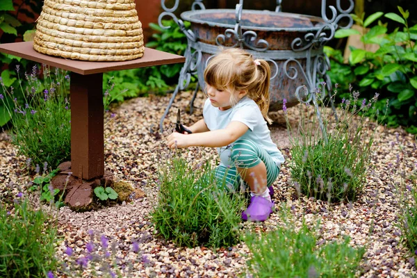 Malá školačka krájí levandulové květiny v domácí zahradě. Šťastné malé dítě, pracující s nůžkami. Děti se učí pěstovat květiny a rostliny. — Stock fotografie