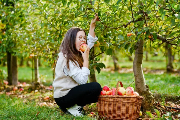 Szkolna dziewczyna w okularach z koszem czerwonych jabłek w organicznym sadzie. Szczęśliwy nastolatek dziecko zbieranie zdrowych owoców z drzew i zabawy. Mały pomocnik i farmer. Czas zbiorów. — Zdjęcie stockowe
