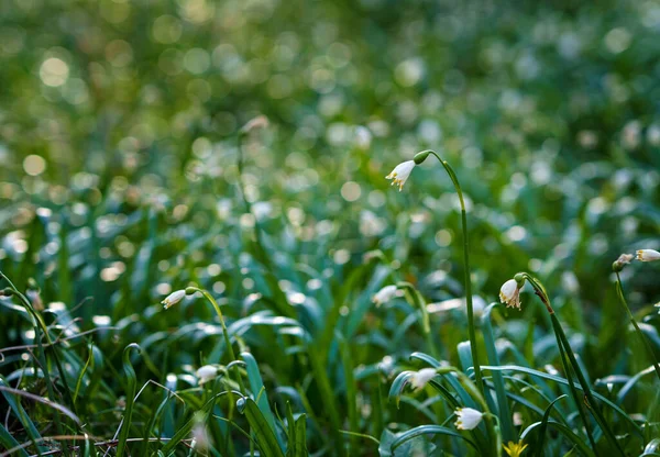 美丽的早春白雪公主花在春天的森林里绽放。森林地面上覆盖着春天的雪花，德国梅尔真贝，拉特。Leucojum vernum — 图库照片