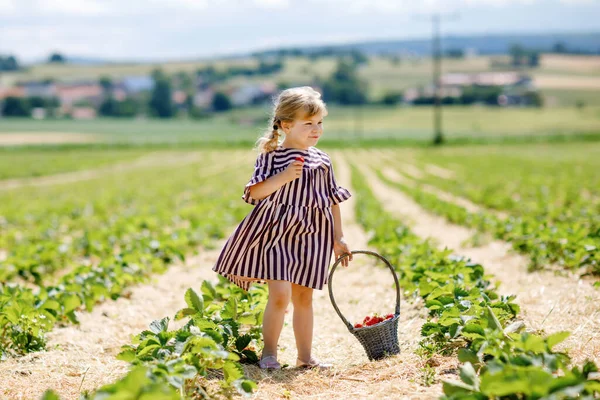 Szczęśliwa dziewczynka zbierająca i jedząca zdrowe truskawki na farmie organicznych jagód latem, w słoneczny dzień. Dziecko dobrze się bawi pomagając. Dziecko na polu plantacji truskawek, dojrzałe czerwone jagody. — Zdjęcie stockowe