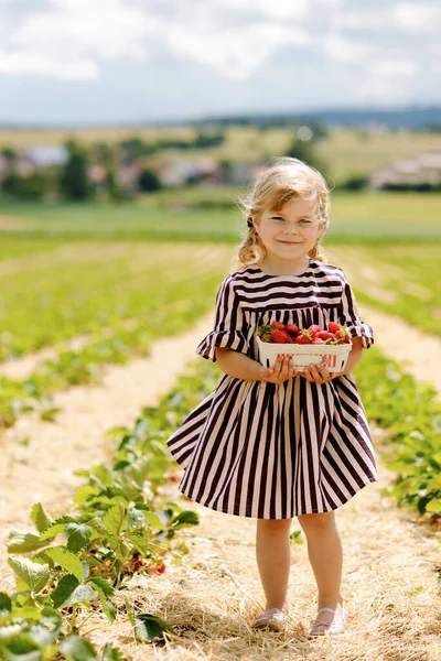 Портрет щасливої маленької дівчинки, яка збирає і їсть здорову полуницю на органічній ягідній фермі влітку, в сонячний день. Усміхнена дитина. Малюк на полуничній плантації, стиглі червоні ягоди . — стокове фото