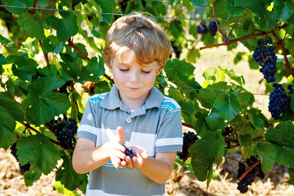 Garoto loiro feliz sorrindo, pegando uvas azuis maduras na videira. Criança a ajudar na colheita. vinhedo amous perto de Mosel e Reno, na Alemanha. Fazendo de vinho tinto delicioso. Região alemã de Rheingau. — Fotografia de Stock