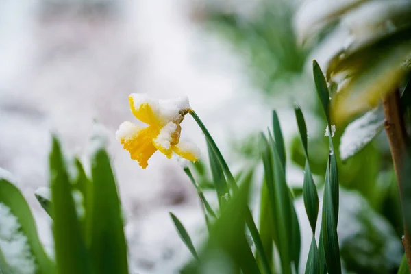 Gelbe Narzissen in einem Topf auf einem Hintergrund aus Schnee. Frühling, Osterkonzept — Stockfoto