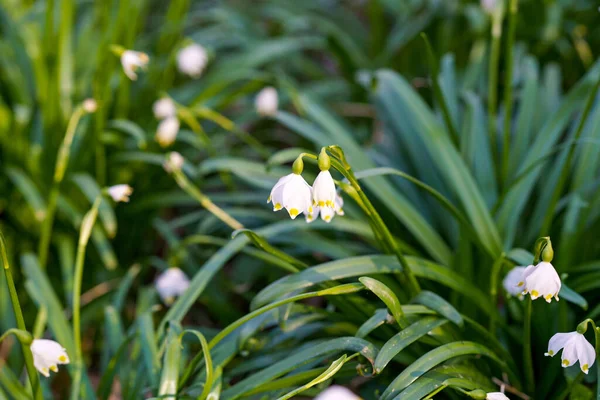 Gyönyörű virágzó kora tavaszi hópihe virágok leukojum vernum egy tavaszi erdőben. Erdei padló borított tavaszi hópelyhek német Maerzenbecher, lat. Leukojum vernum — Stock Fotó