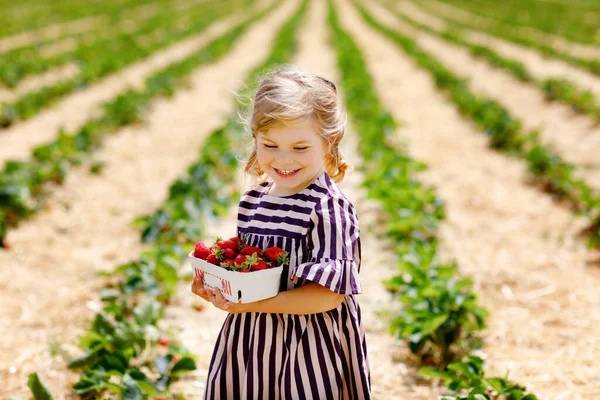 Portrét šťastného batolátka, jak v létě sbírá a jí zdravé jahody na organické bobulové farmě, za slunečného dne. Usměvavé dítě. Dítě na jahodovém poli, zralé červené bobule. — Stock fotografie