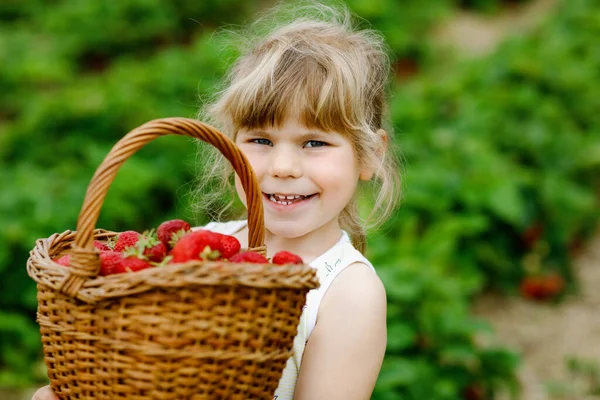 Gelukkig kleuter meisje plukken en eten gezonde aardbeien op biologische bessen boerderij in de zomer, op zonnige dag. Kind heeft plezier met helpen. Kind op aardbeienplantage veld, rijpe rode bessen. — Stockfoto