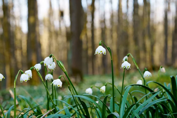 Lindas flores floco de neve florescendo no início da primavera leucojum vernum em uma floresta de primavera. Floresta coberta por flocos de neve primavera alemão Maerzenbecher, lat. Leucojum vernum — Fotografia de Stock