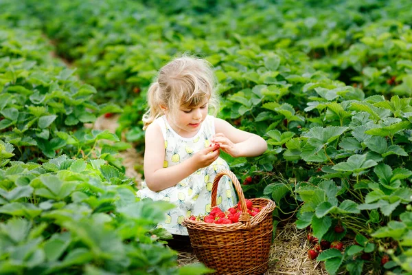 Szczęśliwa dziewczynka z przedszkola zbierająca i jedząca zdrowe truskawki na farmie organicznych jagód latem, w słoneczny dzień. Dziecko dobrze się bawi pomagając. Dziecko na polu plantacji truskawek, dojrzałe czerwone jagody. — Zdjęcie stockowe