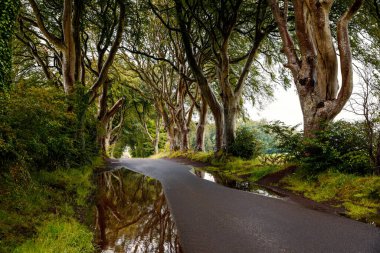 Bulutlu bir günde Kuzey İrlanda 'nın Antrim ilçesindeki muhteşem Karanlık Çitler. Bregagh Yolu boyunca Armoy ve Stranocum arasında kayın ağaçlarından oluşan bir cadde. Turistler olmadan boş yol