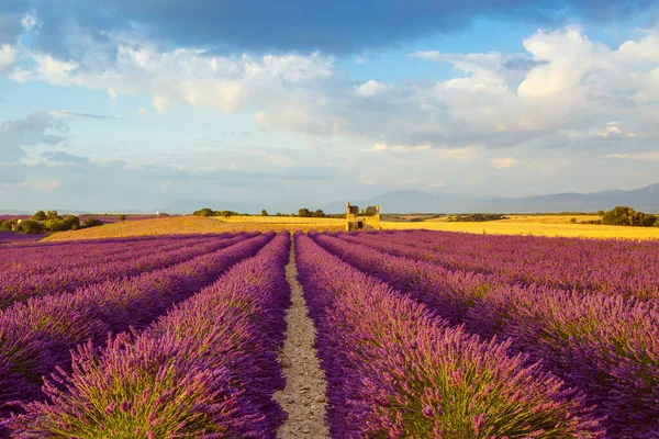 Fransa 'nın Provence kentindeki Valensole yakınlarında güzel mor lavanta tarlaları. Günbatımında çiçek açan çiçeklerle birlikte tipik provenkal manzara. Sıcak ışık