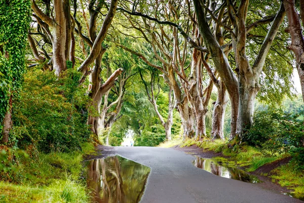 Bulutlu bir günde Kuzey İrlanda 'nın Antrim ilçesindeki muhteşem Karanlık Çitler. Bregagh Yolu boyunca Armoy ve Stranocum arasında kayın ağaçlarından oluşan bir cadde. Turistler olmadan boş yol