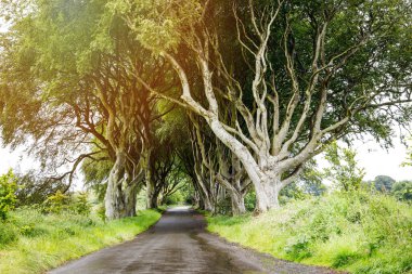 Bulutlu bir günde Kuzey İrlanda 'nın Antrim ilçesindeki muhteşem Karanlık Çitler. Bregagh Yolu boyunca Armoy ve Stranocum arasında kayın ağaçlarından oluşan bir cadde. Turistler olmadan boş yol