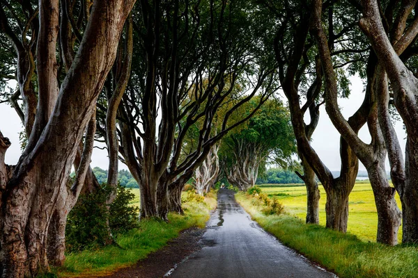 Spectaculaire Dark Hedges dans le comté d'Antrim, en Irlande du Nord, par temps nuageux et brumeux. Avenue de hêtres le long de Bregagh Road entre Armoy et Stranocum. Route vide sans touristes — Photo