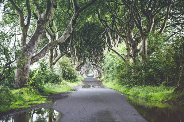 Дивовижні темні краї графства Антрім, Північна Ірландія в похмурий туманний день. Авеню букових дерев вздовж Брегг-роуд між Армоєм і Странокумом. Порожня дорога без туристів — стокове фото