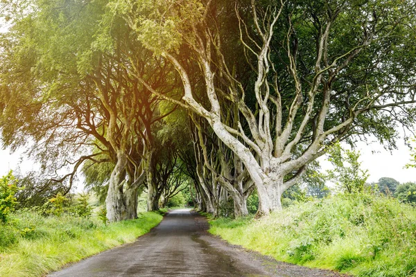 Bulutlu bir günde Kuzey İrlanda 'nın Antrim ilçesindeki muhteşem Karanlık Çitler. Bregagh Yolu boyunca Armoy ve Stranocum arasında kayın ağaçlarından oluşan bir cadde. Turistler olmadan boş yol