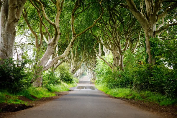 Bulutlu bir günde Kuzey İrlanda 'nın Antrim ilçesindeki muhteşem Karanlık Çitler. Bregagh Yolu boyunca Armoy ve Stranocum arasında kayın ağaçlarından oluşan bir cadde. Turistler olmadan boş yol