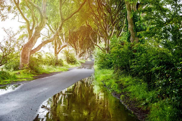Bulutlu bir günde Kuzey İrlanda 'nın Antrim ilçesindeki muhteşem Karanlık Çitler. Bregagh Yolu boyunca Armoy ve Stranocum arasında kayın ağaçlarından oluşan bir cadde. Turistler olmadan boş yol