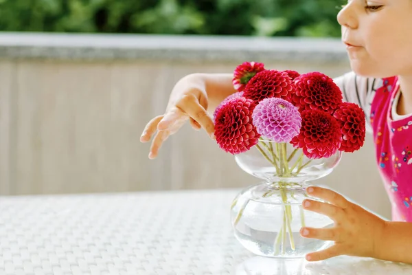 赤とピンクのダリアの花の花束を賞賛する小さな幼児の少女の肖像画。かわいい幸せな子供の匂いと晴れた夏の日に花を数える. — ストック写真