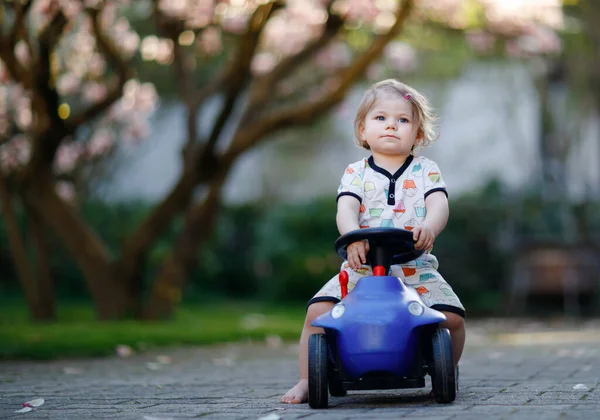 Linda niña jugando con azul pequeño coche de juguete en el jardín de casa o guardería. Adorable hermoso niño pequeño con magnolia floreciente en el fondo — Foto de Stock