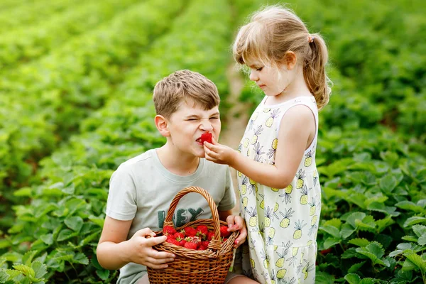 Zwei Geschwister, Vorschulmädchen und Schuljunge, haben im Sommer Spaß beim Erdbeerpflücken auf dem Bauernhof. Kinder, Schwester und Bruder essen gesunde Biolebensmittel, frische Erdbeeren. Kinder helfen bei der Ernte. — Stockfoto