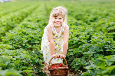 Yazın güneşli bir günde organik böğürtlen çiftliğinde sağlıklı çilek toplayıp yiyen mutlu küçük anaokulu kızı. Çocuk yardım ederken eğleniyor. Çilek tarlasında çocuk, olgun kırmızı böğürtlen.