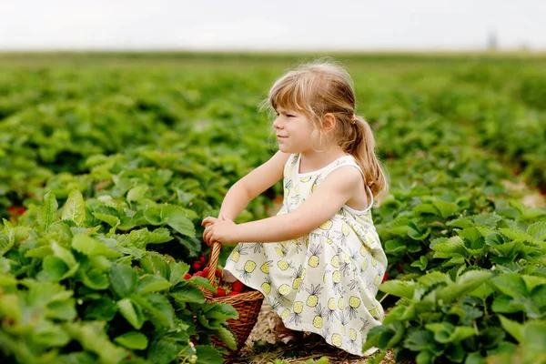 Szczęśliwa dziewczynka z przedszkola zbierająca i jedząca zdrowe truskawki na farmie organicznych jagód latem, w słoneczny dzień. Dziecko dobrze się bawi pomagając. Dziecko na polu plantacji truskawek, dojrzałe czerwone jagody. — Zdjęcie stockowe