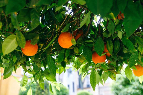 Orange tree with fruits on its branches, Andalucia, Spain. Seville. — Zdjęcie stockowe