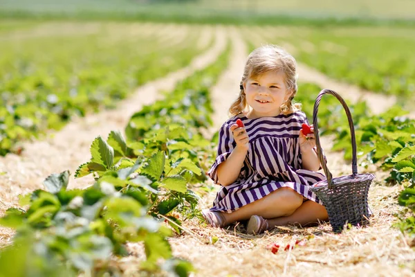 Gelukkige kleine peuter meisje plukken en eten gezonde aardbeien op biologische bessen boerderij in de zomer, op zonnige dag. Kind heeft plezier met helpen. Kind op aardbeienplantage veld, rijpe rode bessen. — Stockfoto