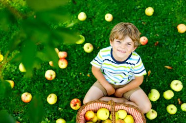 Küçük çocuk sonbaharda çiftlikte kırmızı elma topluyor.