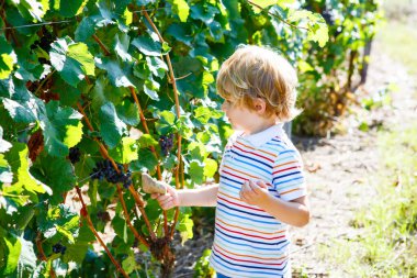 Gülümseyen mutlu sarışın çocuk, dedikodu üzümleri topluyor. Çocuk hasat için yardım ediyor. Almanya 'da Mosel ve Ren yakınlarındaki Amous Vineyard' da. Lezzetli kırmızı şarap yapmak. Alman Rheingau bölgesi.