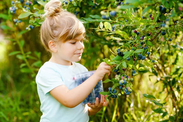 Pequena menina pré-escolar colhendo frutas frescas no campo de mirtilo. A criança escolhe a baga azul na fazenda orgânica do pomar. Criação de crianças. Jardinagem pré-escolar. Divertimento da família do verão. Alimentos biológicos saudáveis. — Fotografia de Stock