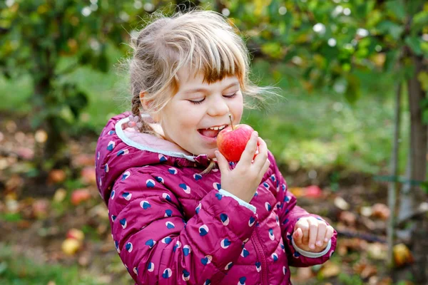 Adorable little preschool kid girl eating red apple on organic farm. Cute child helping with harvest on orchard or garden. Toddler eat fresh healthy fruit — ストック写真