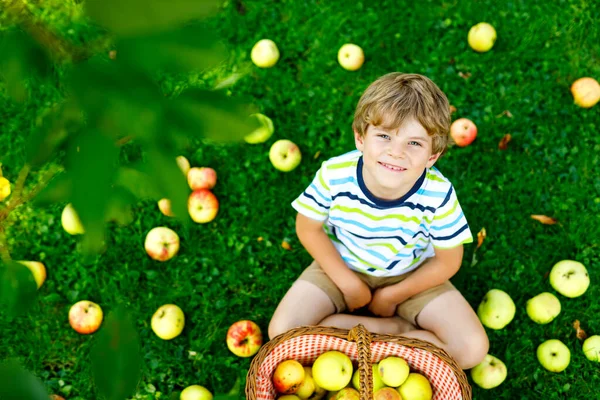Küçük çocuk sonbaharda çiftlikte kırmızı elma topluyor.
