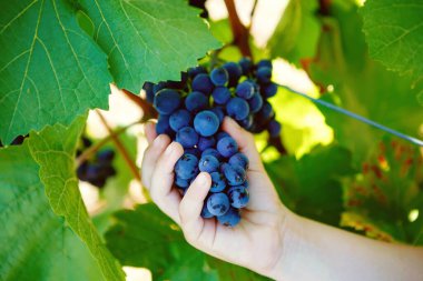 Arka planda olgunlaşmış mavi üzümlü bir çocuğun el resmi. Çocuk hasat için yardım ediyor. Almanya 'da Mosel ve Rhine. Lezzetli kırmızı şarap yapmak. Alman Rheingau bölgesi.