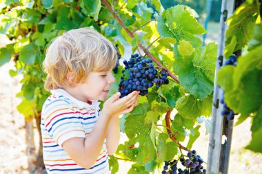 Gülümseyen mutlu sarışın çocuk, dedikodu üzümleri topluyor. Çocuk hasat için yardım ediyor. Almanya 'da Mosel ve Ren yakınlarındaki Amous Vineyard' da. Lezzetli kırmızı şarap yapmak. Alman Rheingau bölgesi.